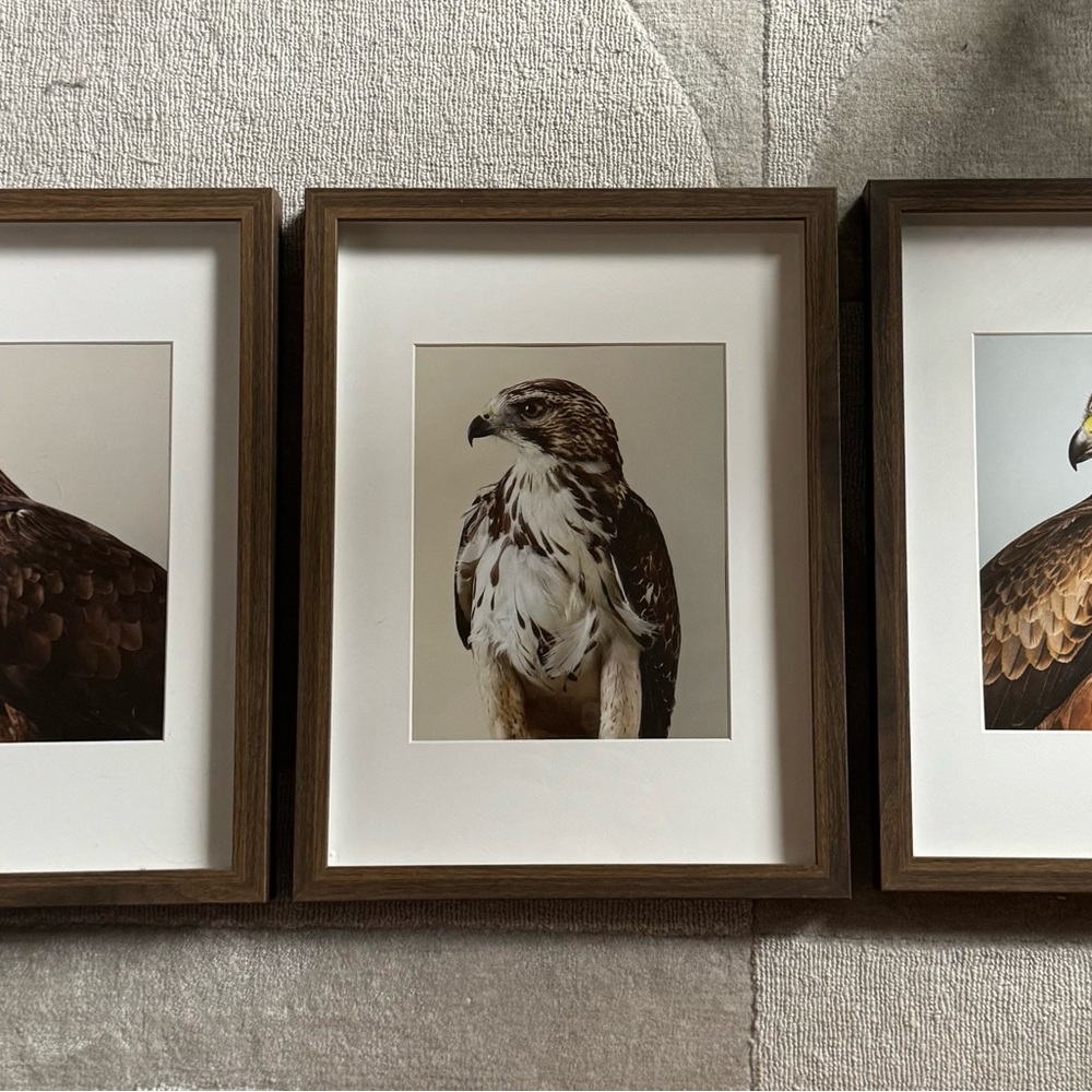 Elegant Brown and White Hawk Photography Set